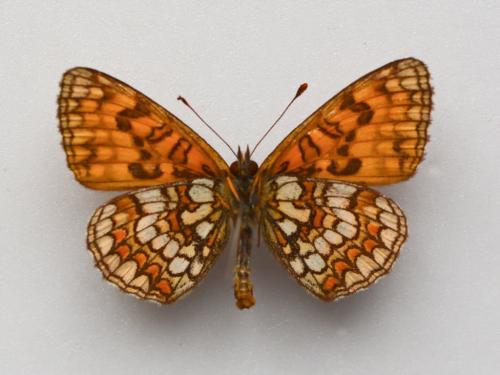 Réf. 277 489 : Melitaea athalia celadussa